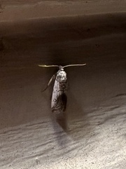 Chararica hystriculella