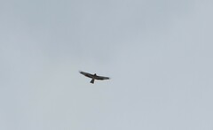 Hieraaetus morphnoides