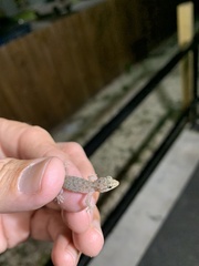 Hemidactylus parvimaculatus