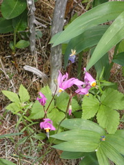 Primula pauciflora