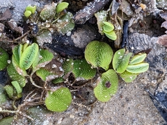 Salvinia minima