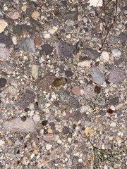 Anaxyrus microscaphus