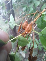 Fraxinus anomala