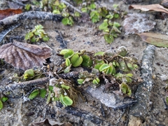 Salvinia minima