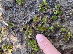Salvinia minima