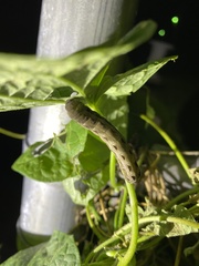 Spodoptera dolichos