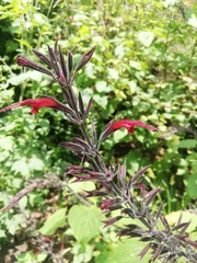 Salvia longistyla