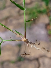 Eragrostis amabilis