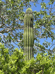 Pachycereus pringlei