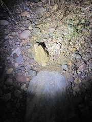 Anaxyrus microscaphus