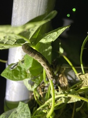 Spodoptera dolichos