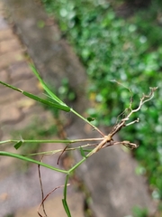 Eragrostis amabilis