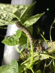 Spodoptera dolichos