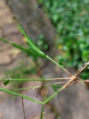 Eragrostis amabilis