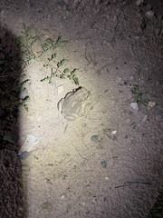 Anaxyrus microscaphus