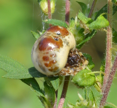 Mastophora hutchinsoni