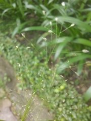 Eragrostis amabilis
