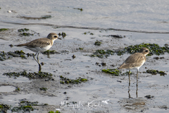 Charadrius mongolus