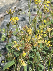 Galphimia angustifolia