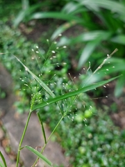 Eragrostis amabilis