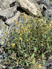 Galphimia angustifolia