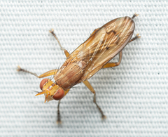 Tetanocera
