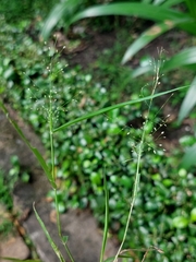Eragrostis amabilis