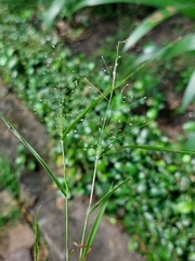Eragrostis amabilis