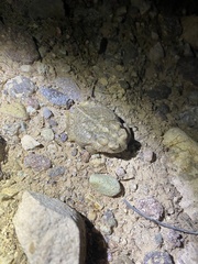 Anaxyrus microscaphus