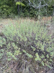 Cytisus