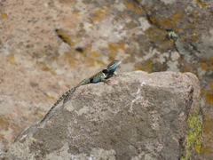 Sceloporus torquatus