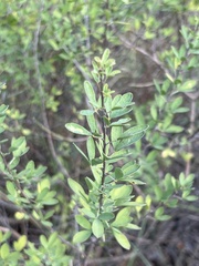 Cytisus