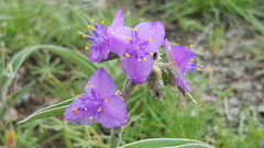 Tradescantia sillamontana