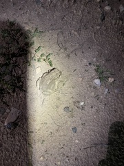 Anaxyrus microscaphus