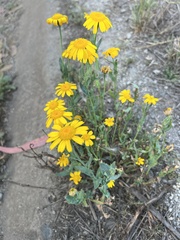 Glebionis coronaria