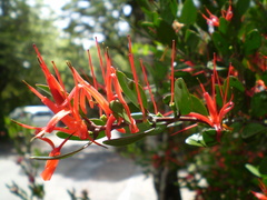 Peraxilla tetrapetala