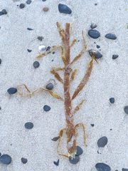 Desmarestia herbacea