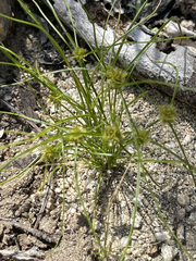 Cyperus perennis