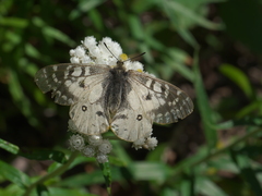 Parnassius clodius