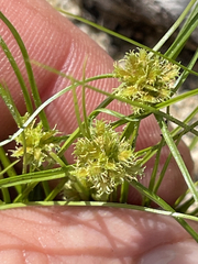 Cyperus perennis