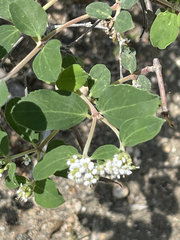 Euphorbia tomentulosa