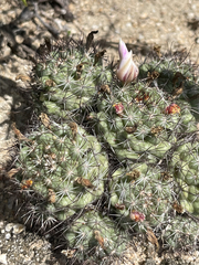 Mammillaria schumannii