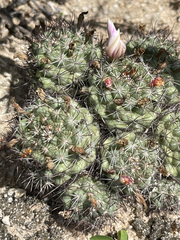 Mammillaria schumannii
