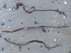 Laminaria sinclairii