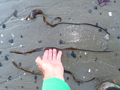 Laminaria sinclairii