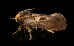 Acrolophus mora