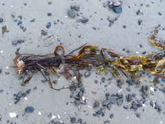 Laminaria sinclairii