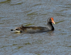 Gallinula tenebrosa