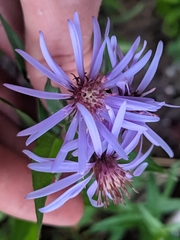 Canadanthus modestus