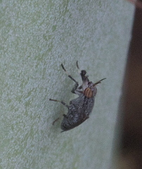 Stictomyia longicornis